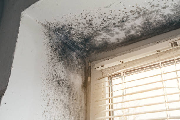 Affordable Mold Cleanup solutions in Gardners, PA